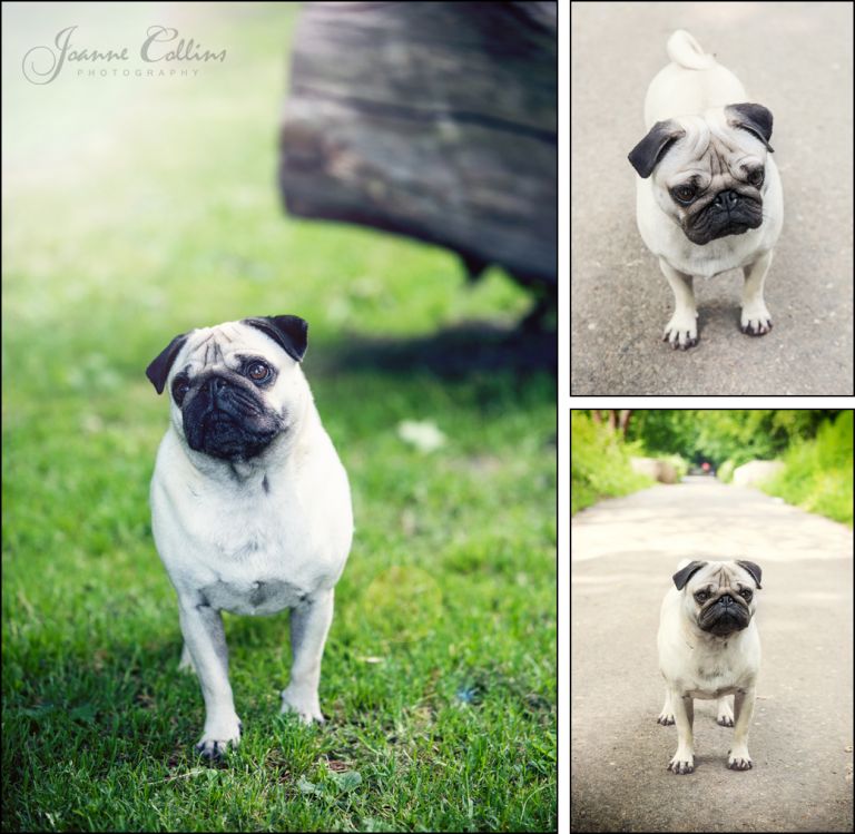 family photographer maidstone photo of the pet pug Frank