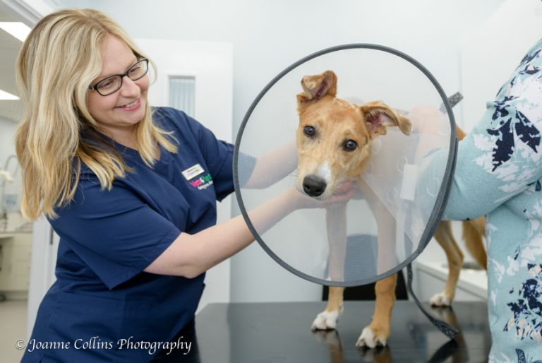 Vets4Pets Commercial Photographer Sittingbourne