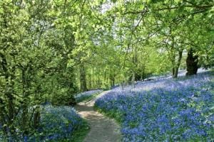 Emmetts Garden top summer photography location for family photos kent. Bluebell photoshoots